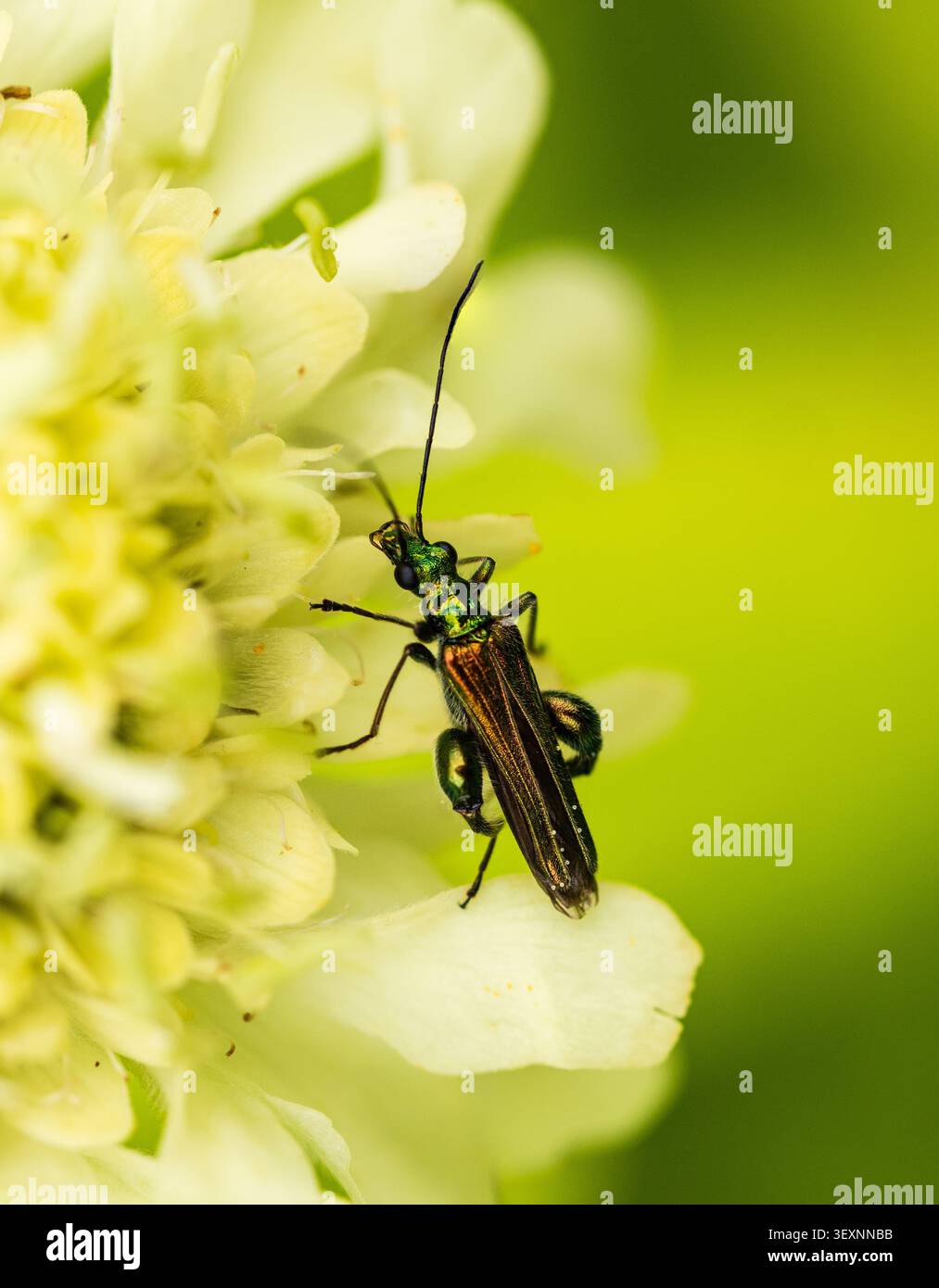 Royaume-Uni coléoptère fleuri à pattes épaisses, Oedemera nobilis, mâle présentant des cuisses gonflées et des boîtiers irisés pour le corps et les ailes Banque D'Images