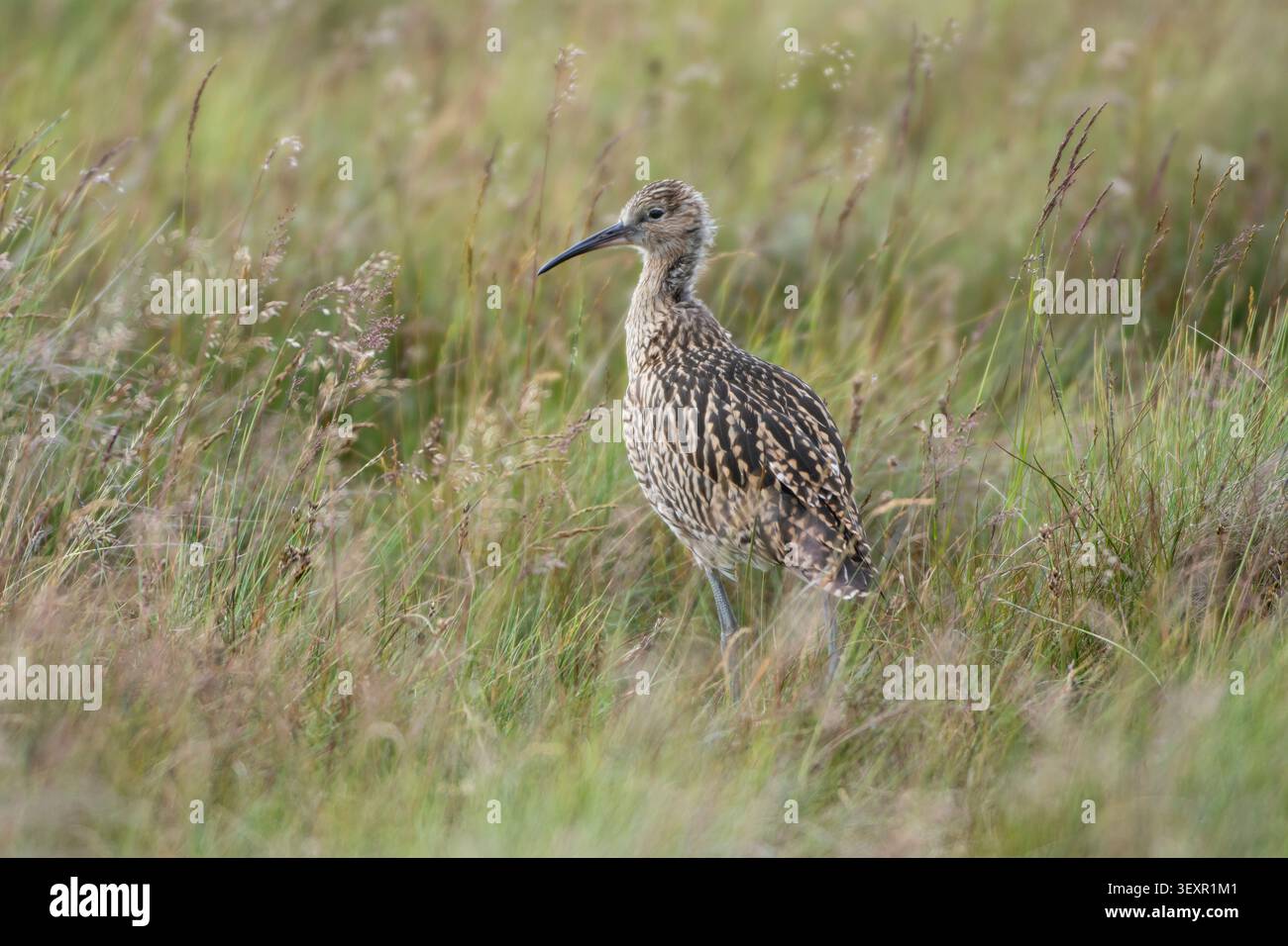 Courlis eurasien Numenius arquata, fledgeling debout dans les hautes terres des prairies de foin. North Pennines. Juillet. Banque D'Images