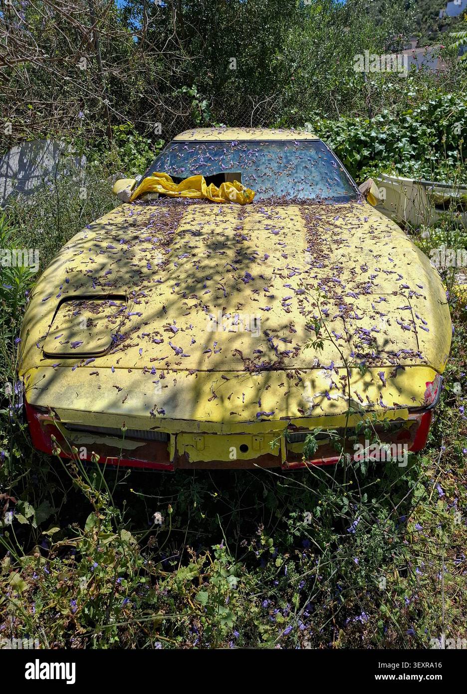 PEGO, ESPAGNE - 21 mai 2026.Une Chevrolet Corvette jaune vintage se trouve dans la nature, couverte de fleurs violettes tombées et entourée de plantes envahies. Banque D'Images