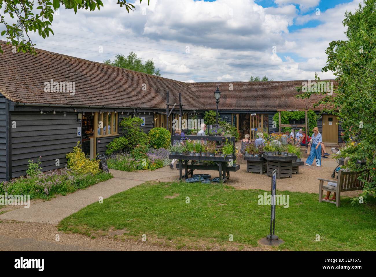 Castle Farm, Shoreham, KENT - champs de lavande en été 2026 Banque D'Images