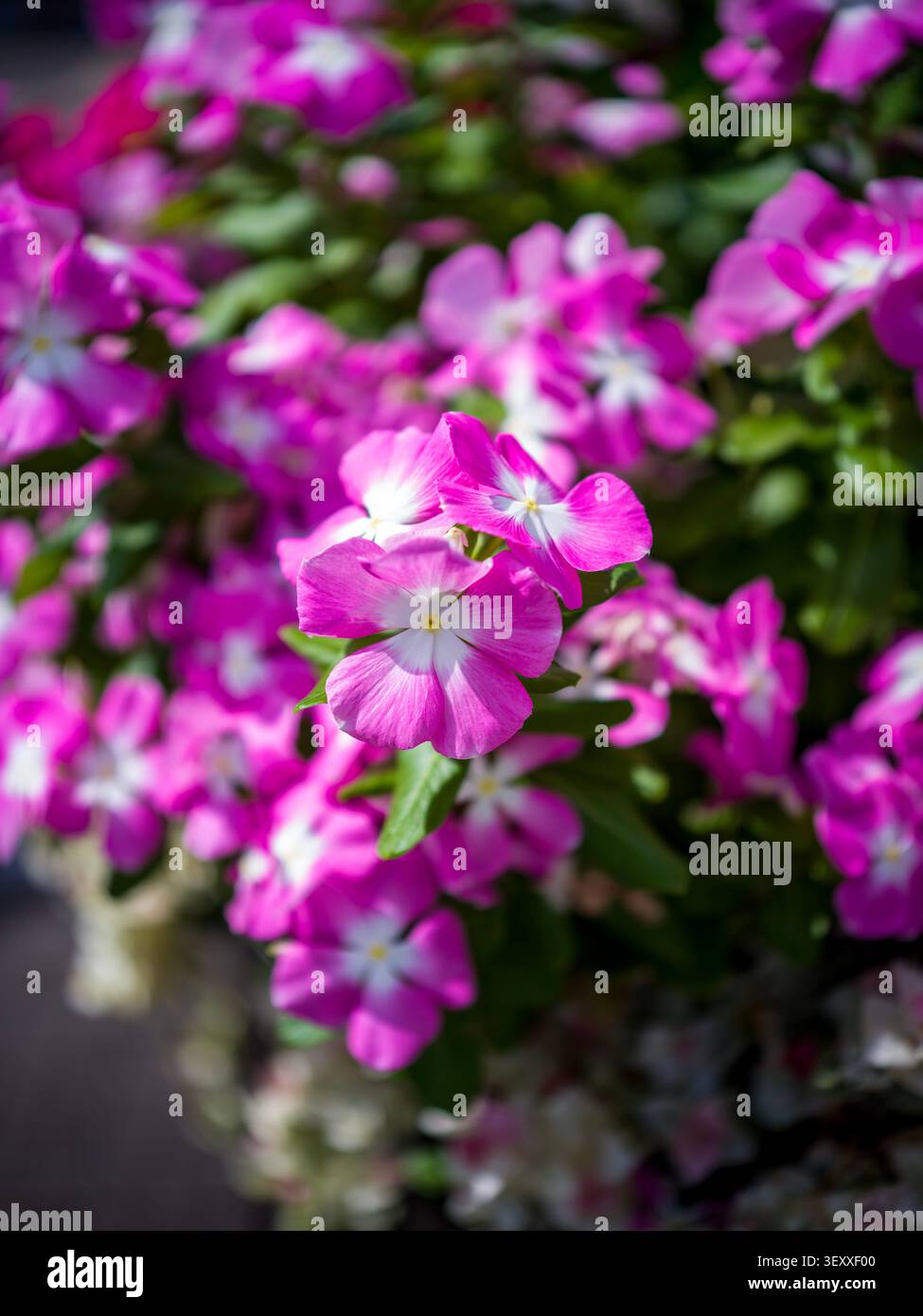 Un amas vibrant de fleurs de pervenche rose avec des centres blancs brillants fleurissant dans un lit de jardin ensoleillé. Banque D'Images