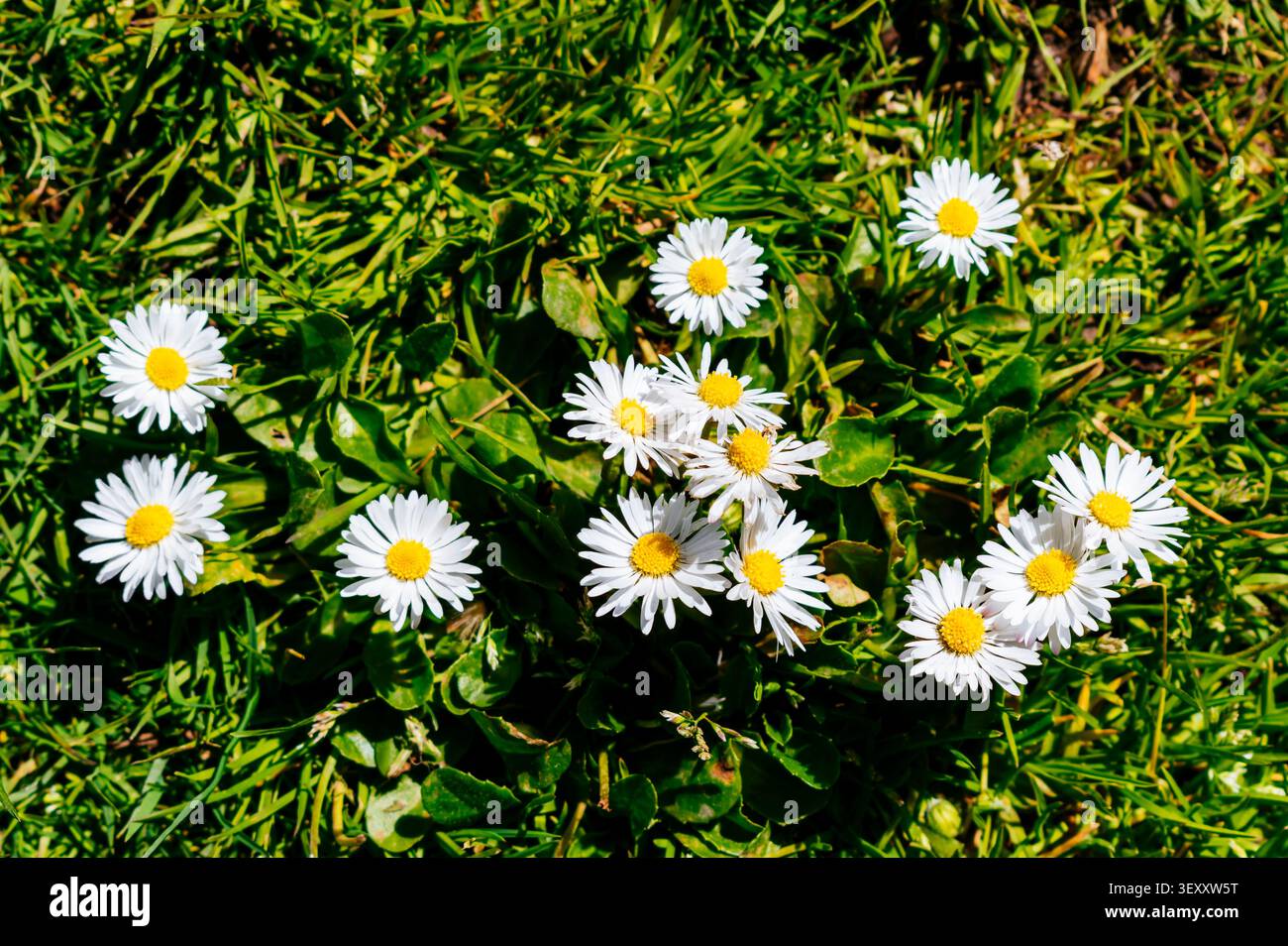 Bellis perennis la Marguerite, est une espèce européenne de la famille des Asteraceae, souvent considérée comme l'espèce archétypale du nom de Marguerite. Madrid, Espagne, E Banque D'Images