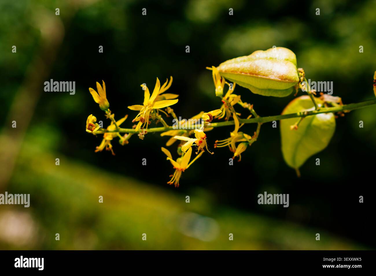 Koelreuteria paniculata est une espèce de plante à fleurs de la famille des Sapindaceae, originaire de Chine, de Corée et de Mandchourie extérieure en Russie et au Mong Banque D'Images