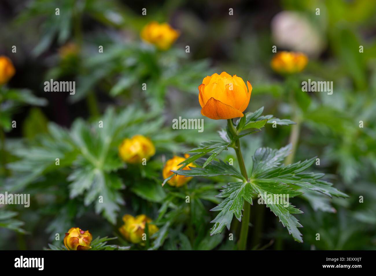Globules orange vif (Trollius europaeus) fleurissant dans une prairie printanière luxuriante, capturés avec une lumière naturelle douce et une faible profondeur de champ. Banque D'Images
