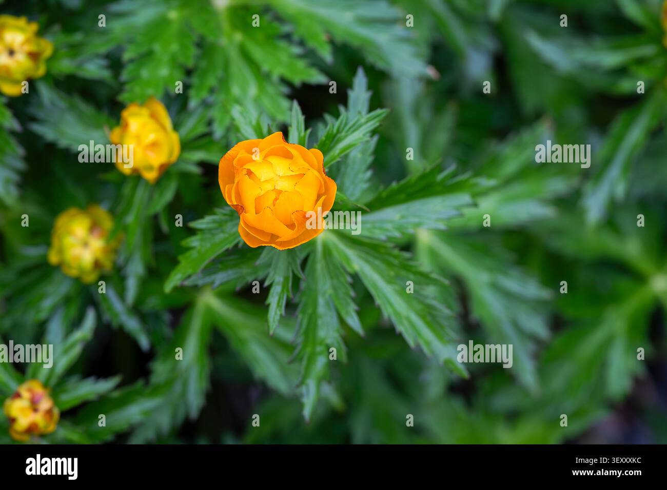 Globules orange vif (Trollius europaeus) fleurissant dans une prairie printanière luxuriante, capturés avec une lumière naturelle douce et une faible profondeur de champ. Banque D'Images