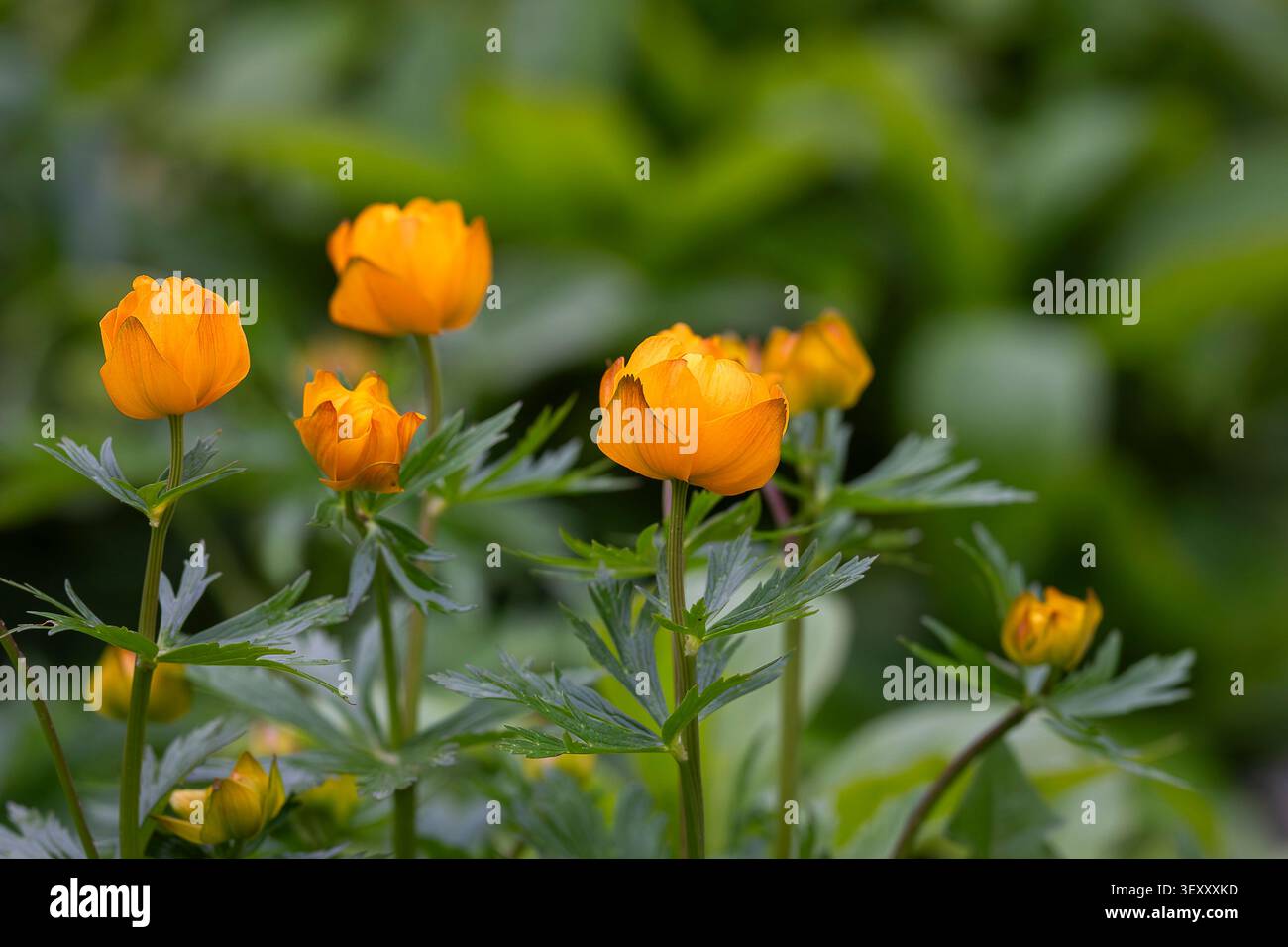 Globules orange vif (Trollius europaeus) fleurissant dans une prairie printanière luxuriante, capturés avec une lumière naturelle douce et une faible profondeur de champ. Banque D'Images