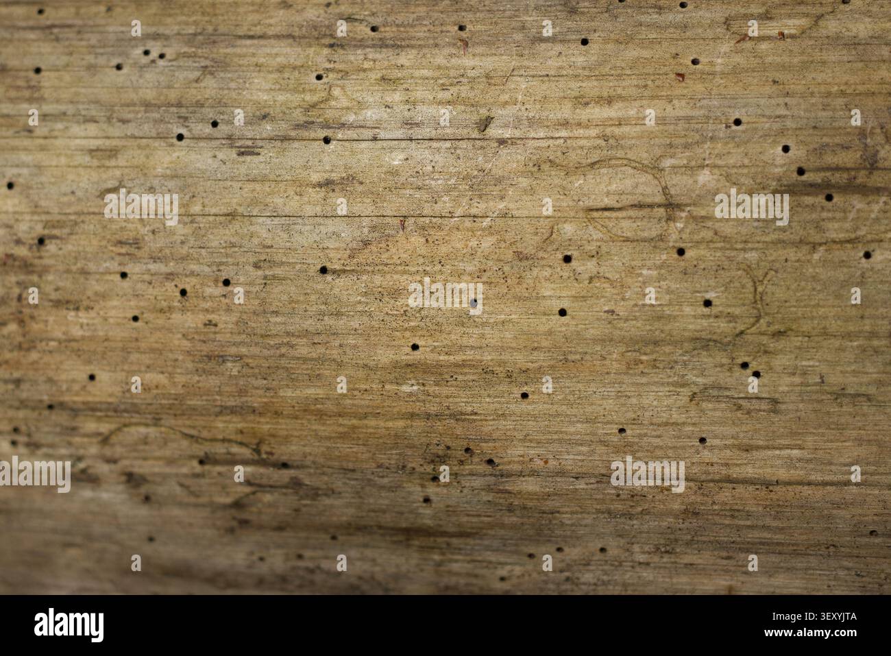 Vieille texture en bois avec de petits trous Banque D'Images