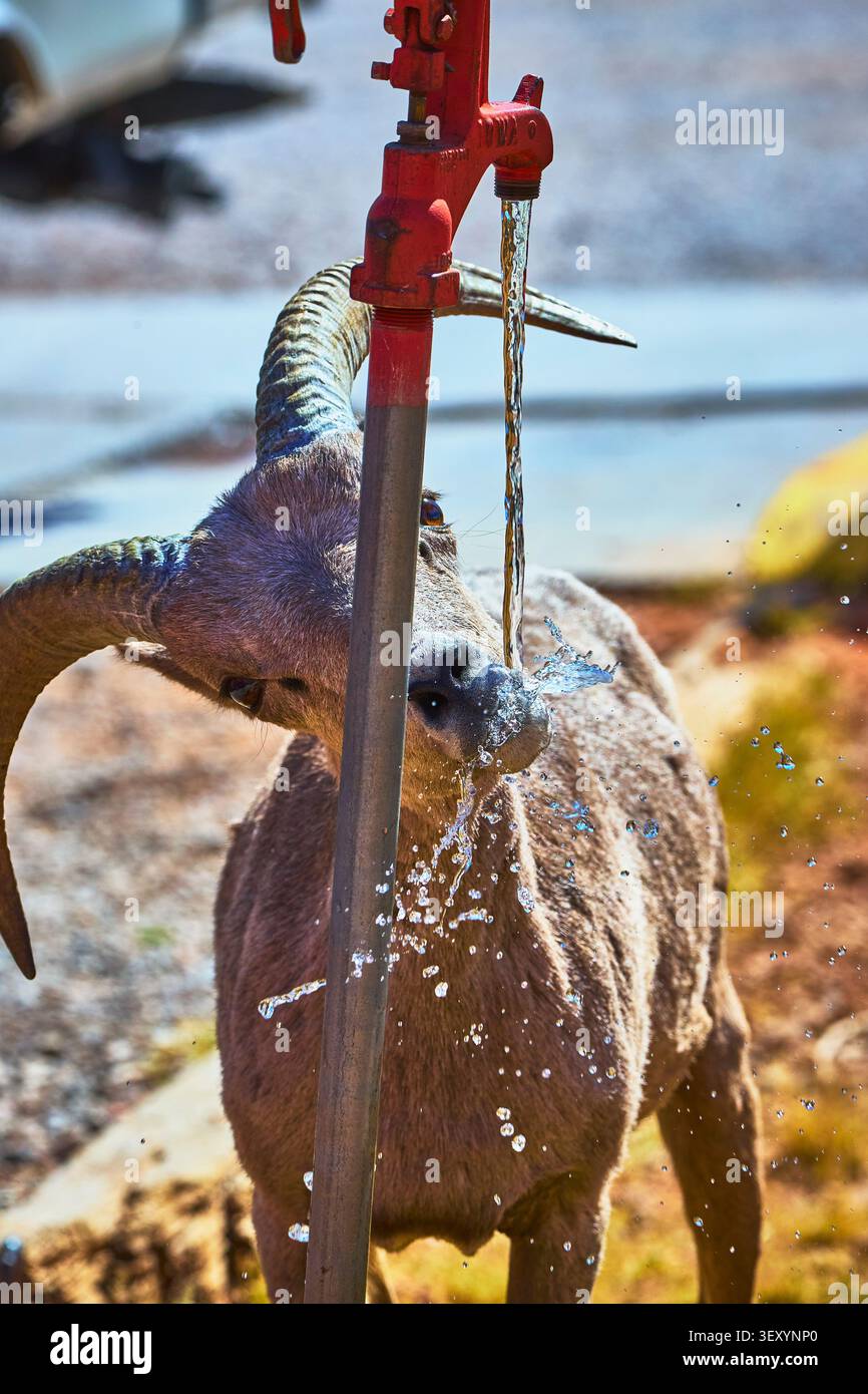 Mouton de montagne du désert buvant à une robinet d'eau du camping sous un soleil éclatant Banque D'Images