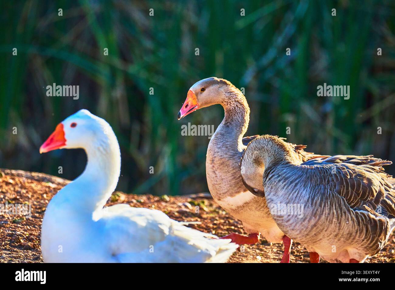 Oiseaux sauvages socialisant au bord du lac dans une scène animale éclairée par la lumière naturelle Banque D'Images