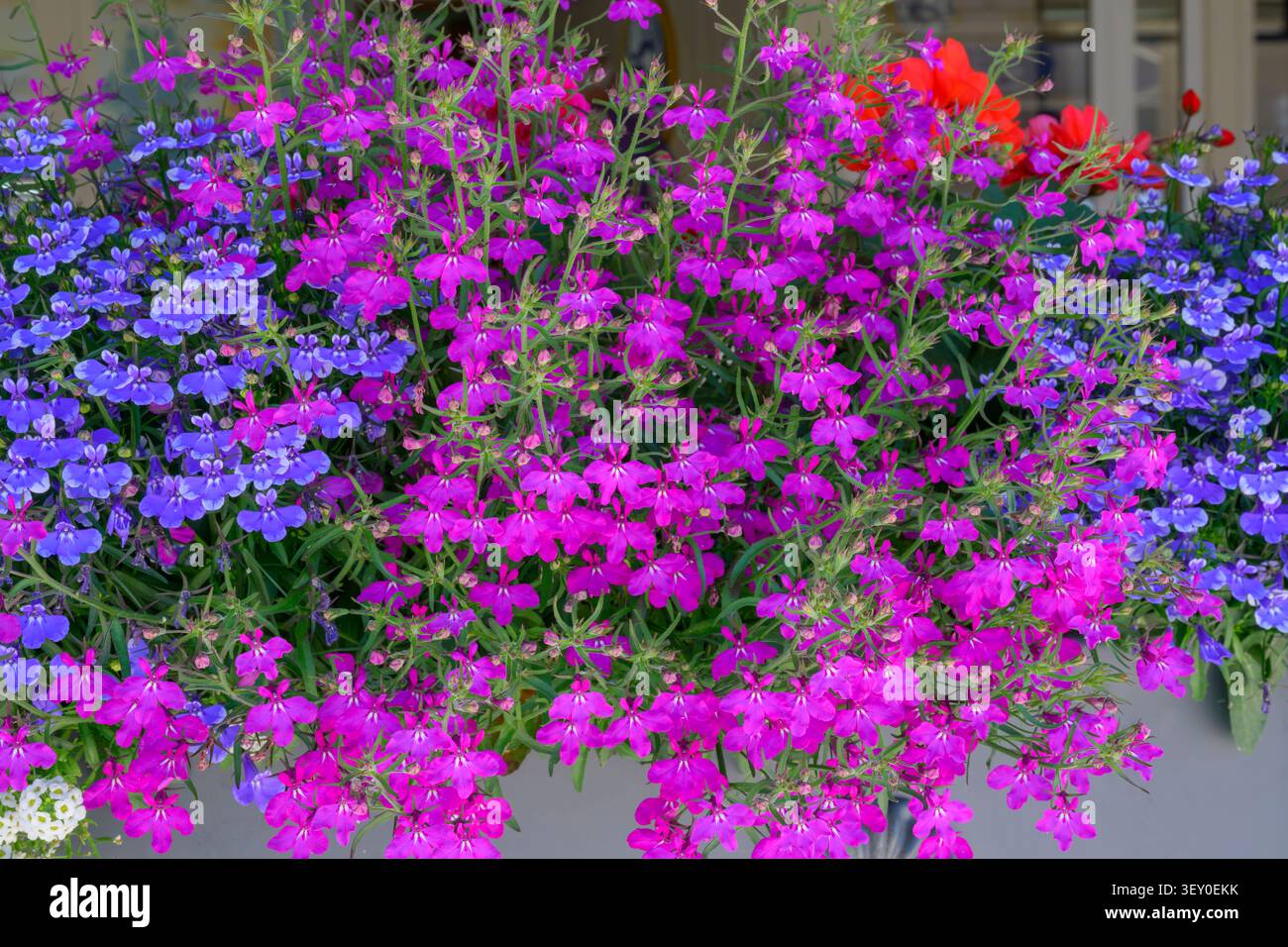 Violet et bleu lobelia dans une fenêtre, Rovinj, Croatie Banque D'Images