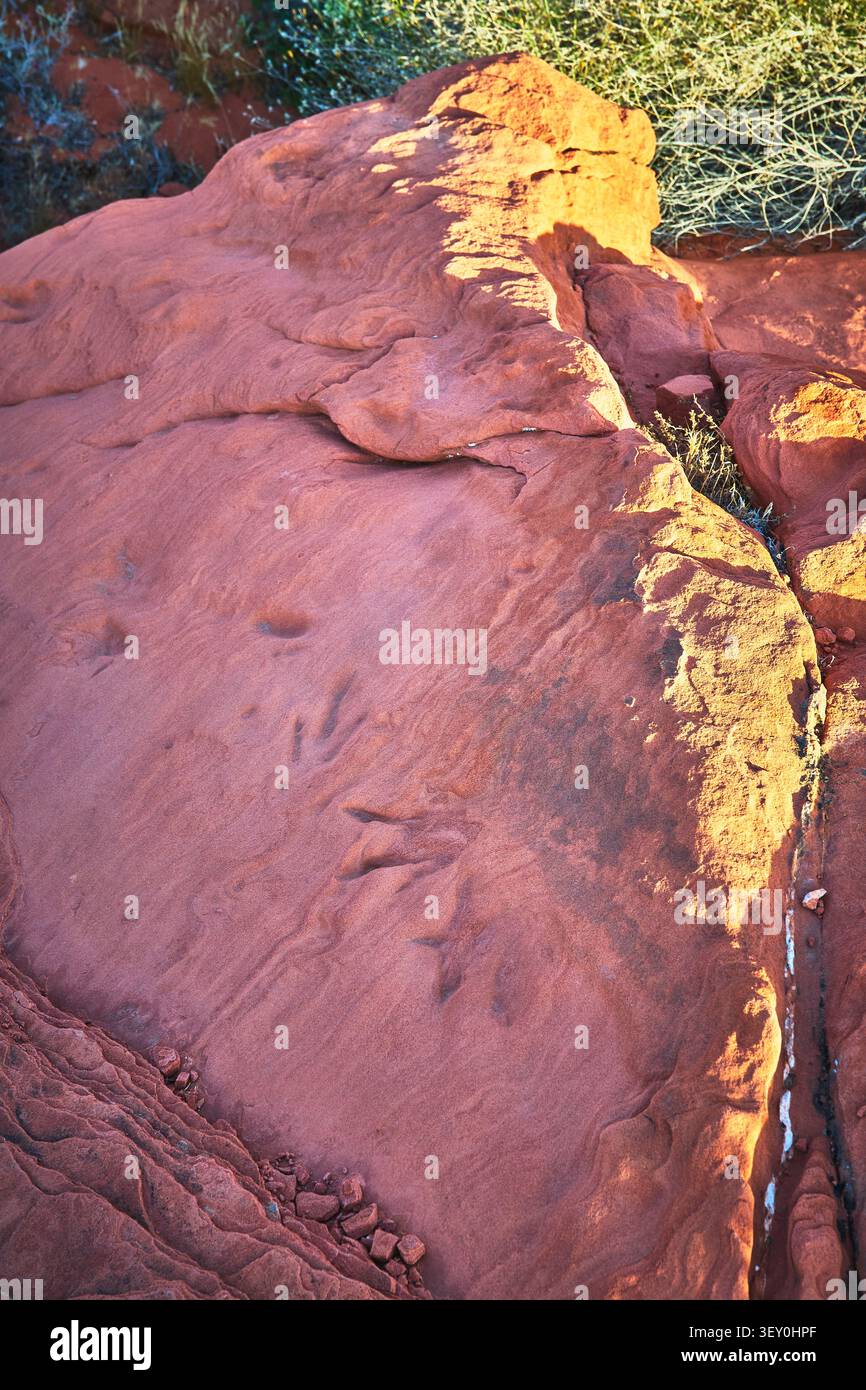 Traces de dinosaures dans le grès rouge avec végétation désertique et lumière chaude du soleil Banque D'Images