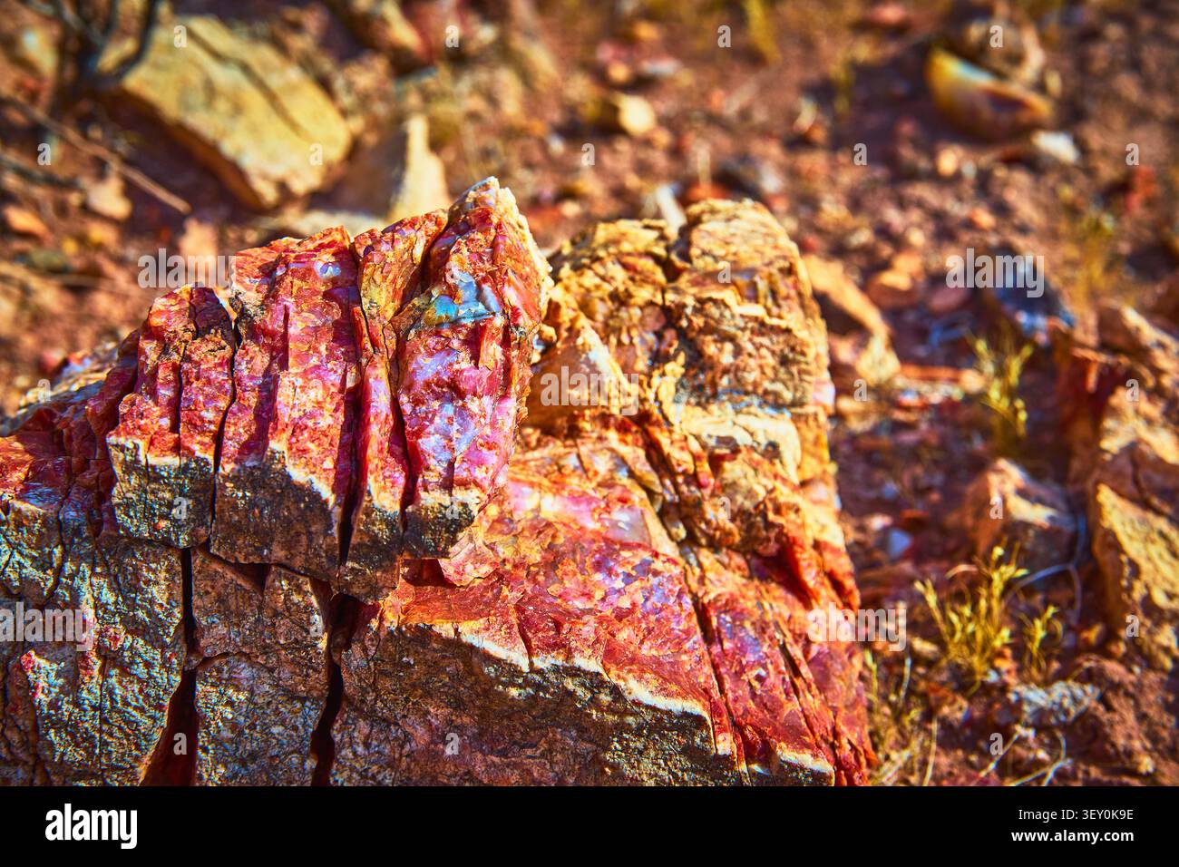 Texture de bois pétrifié aux couleurs vives et sol désertique sous un soleil éclatant Banque D'Images