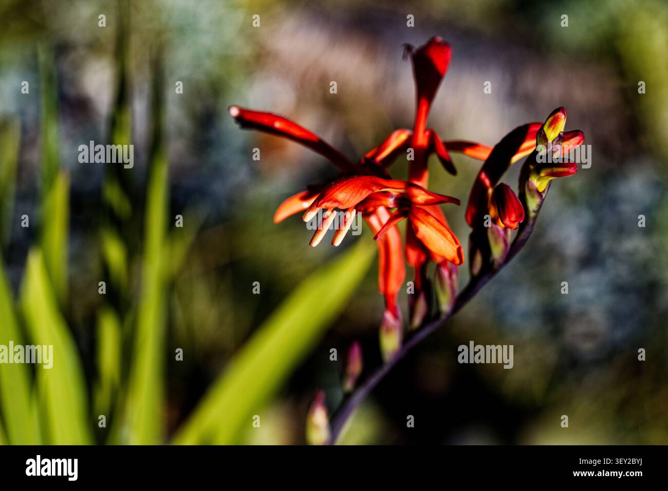 Chasmanthe floribunda est une espèce de plante à fleurs de la famille des iris connue sous le nom commun de drapeau africain. Banque D'Images