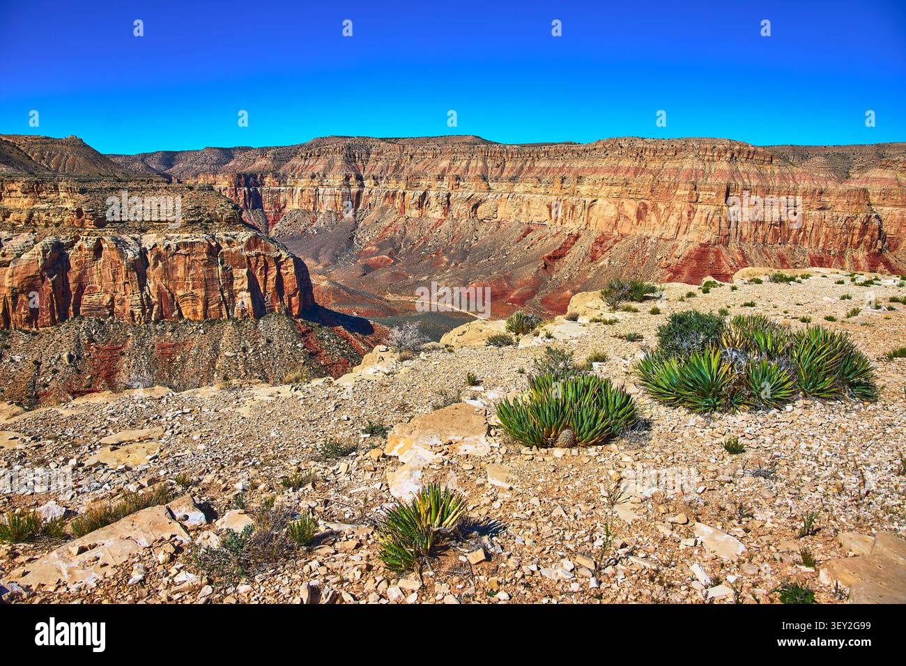 Paysage du désert Canyon avec falaises rocheuses et plantes indigènes sous ciel bleu brillant Banque D'Images