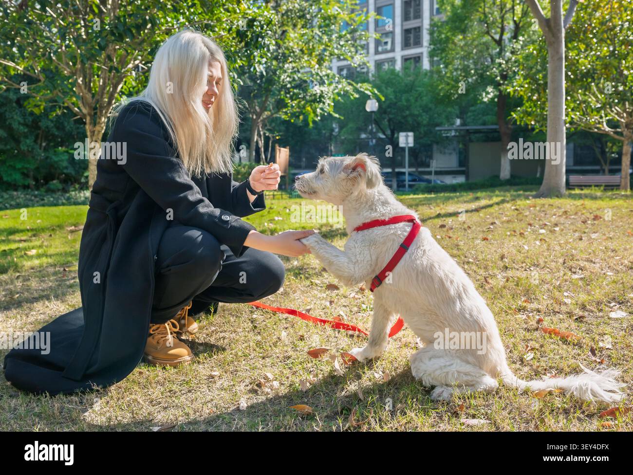 Femme blonde attentionnée formant patiemment son petit chien blanc à secouer une patte dans un cadre de parc urbain ensoleillé Banque D'Images