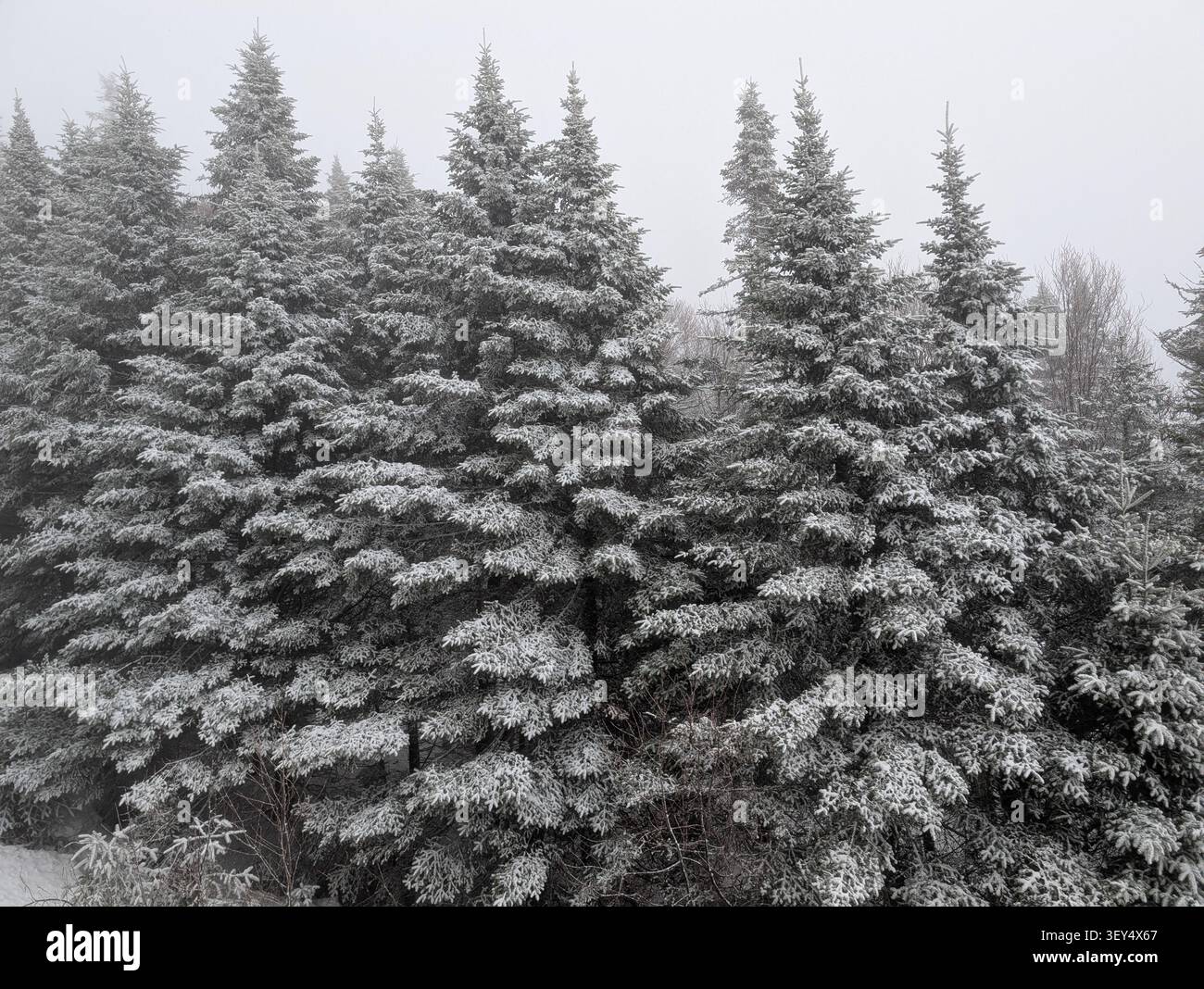 Les pentes montagneuses sont couvertes de neige – une route blanche, des sapins chargés de neige ; un bel hiver dans les montagnes. Canada, Ontario. - Image de stock capturée avec un smartphone
