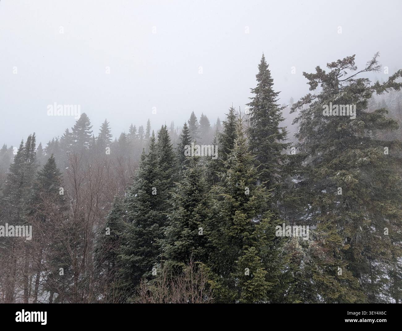 Les pentes montagneuses sont couvertes de neige – une route blanche, des sapins chargés de neige ; un bel hiver dans les montagnes. Canada, Ontario. - Image de stock capturée avec un smartphone