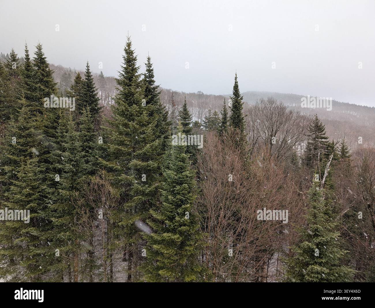 Les pentes montagneuses sont couvertes de neige – une route blanche, des sapins chargés de neige ; un bel hiver dans les montagnes. Canada, Ontario. - Image de stock capturée avec un smartphone