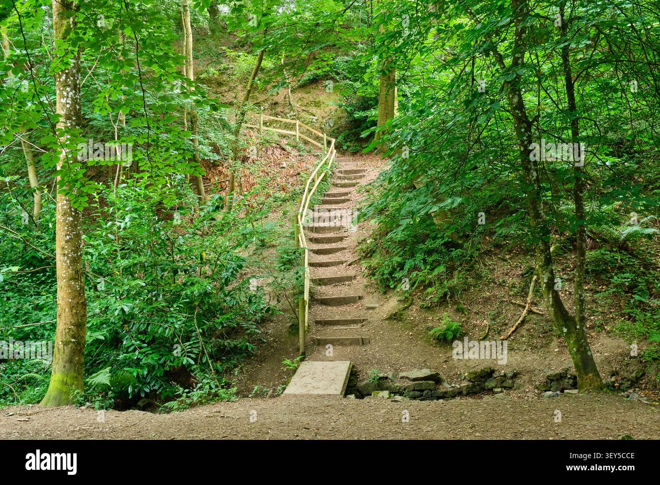 Les marches de Rectory Woods près de l'entrée Townbrook Hollow, Church Stretton, Shropshire Banque D'Images