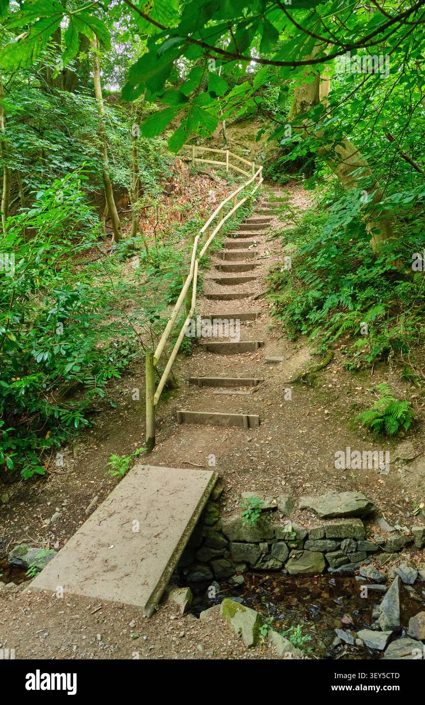 Étapes dans Rectory Woods près de Townbrook Hollow entrée, Church Stretton, Shropshire Banque D'Images