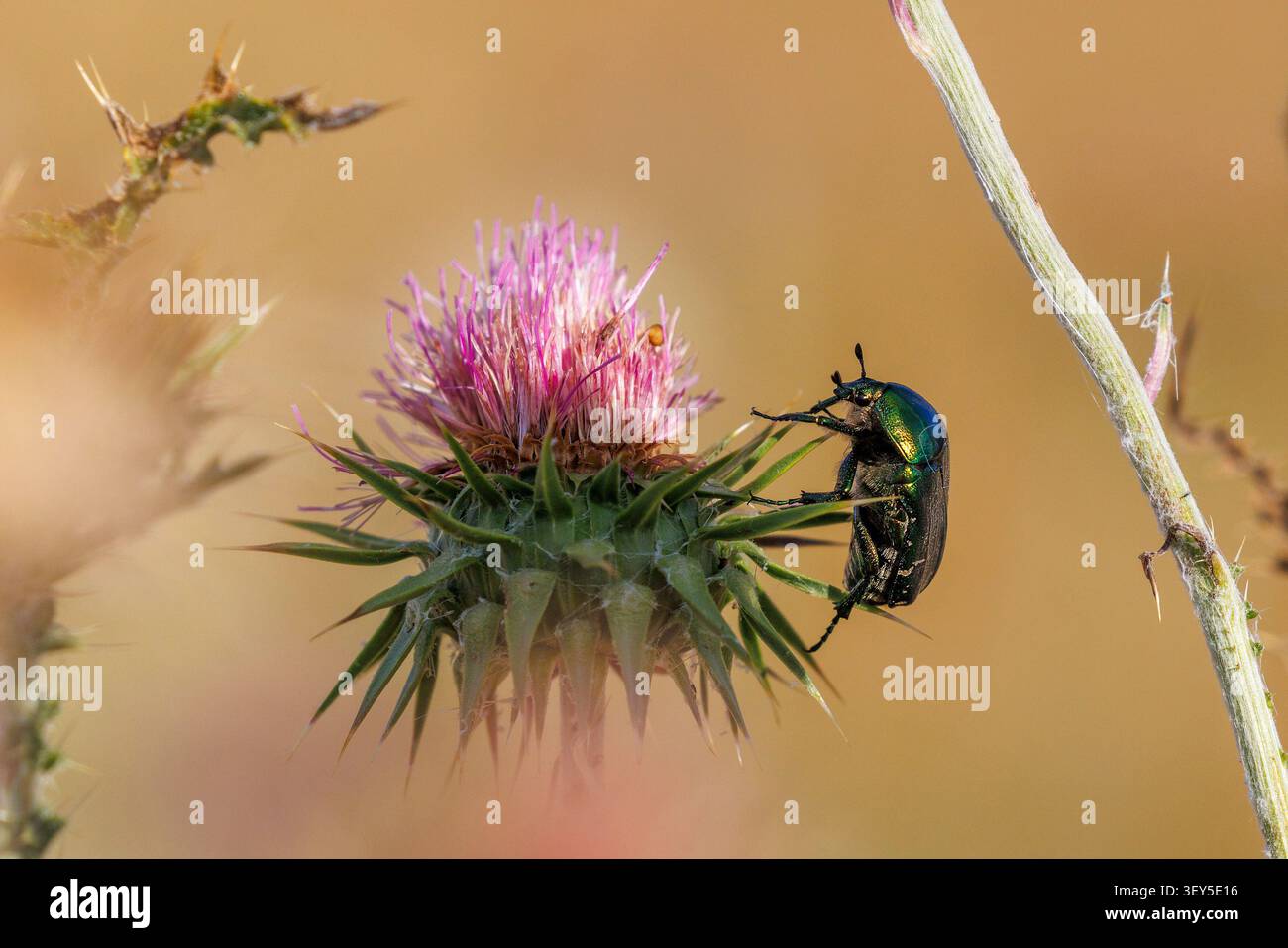Rose Chafer sur Spiny Plumeless Thistle in Bloom Banque D'Images