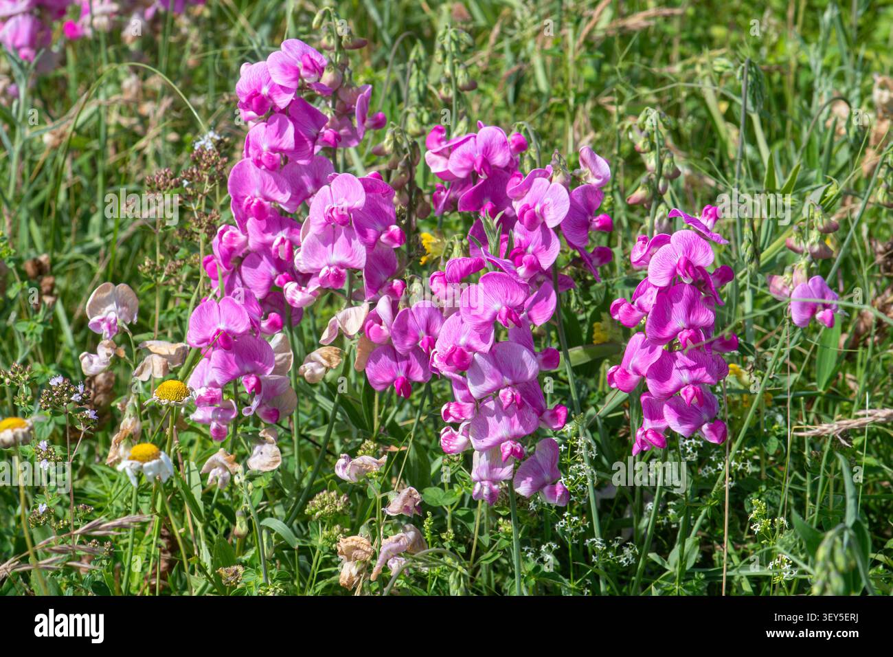Pois éternel à feuilles larges (Lathyrus latifolius), fleurs sauvages roses sur Portsdown Hill SSSI, Portsmouth, Hampshire, Angleterre, Royaume-Uni Banque D'Images