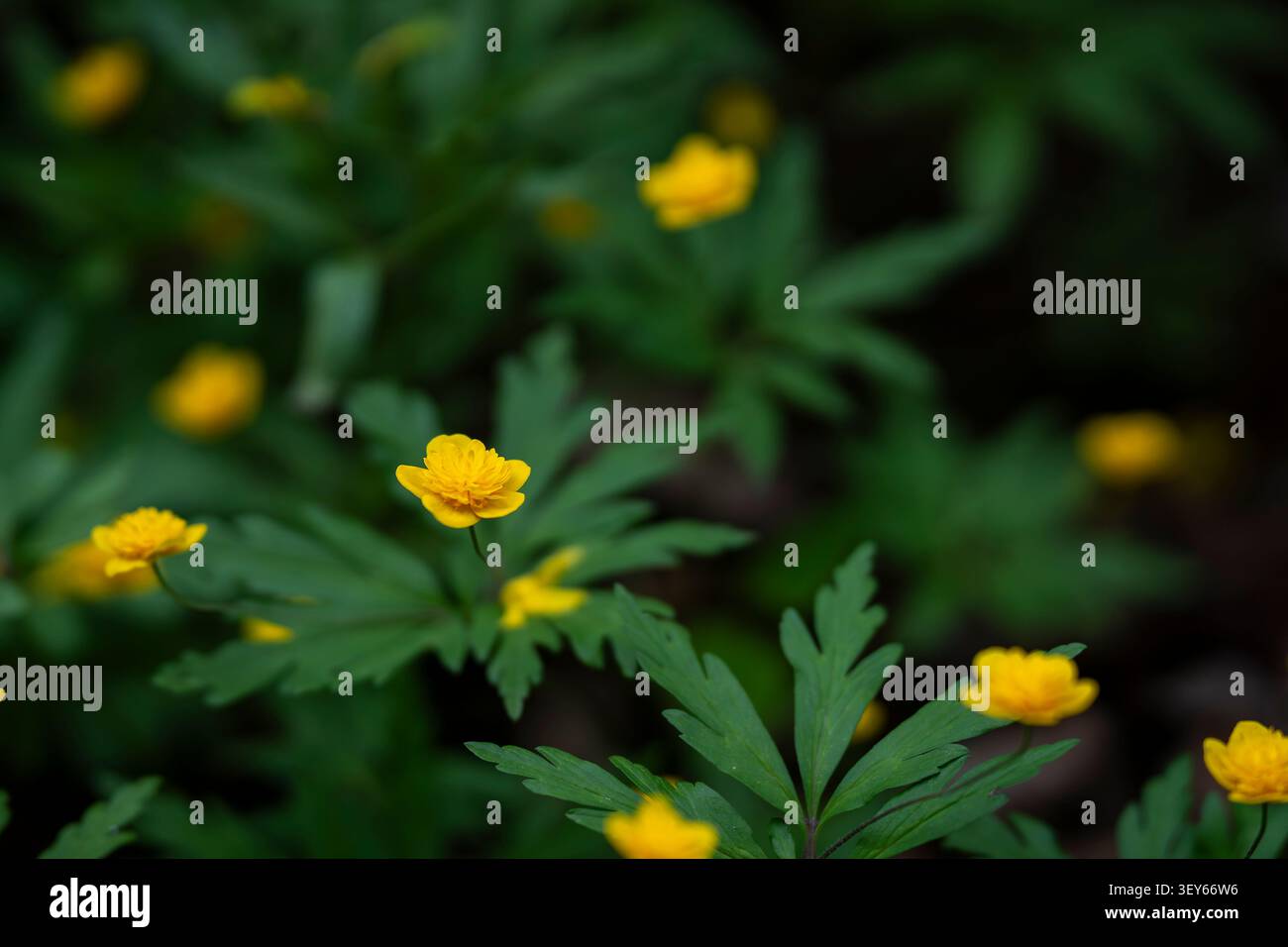 Anémone de bois jaune double (Anemone ranunculoides 'Triin') fleurissant dans une forêt ombragée, ornée de délicates fleurs dorées. Banque D'Images