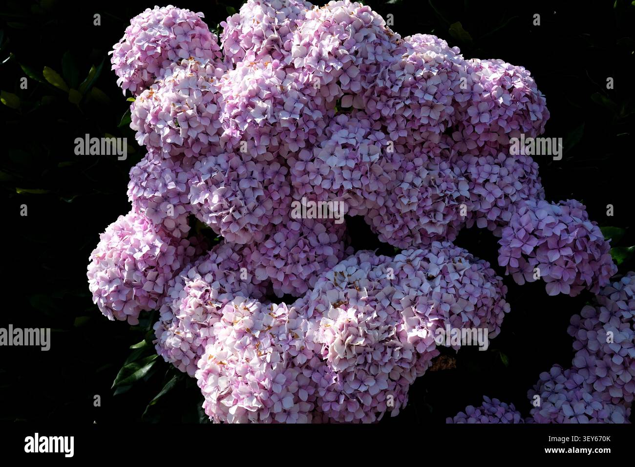 exposition de fleurs d'hortensia de mophead, sussex de l'est, royaume-uni Banque D'Images