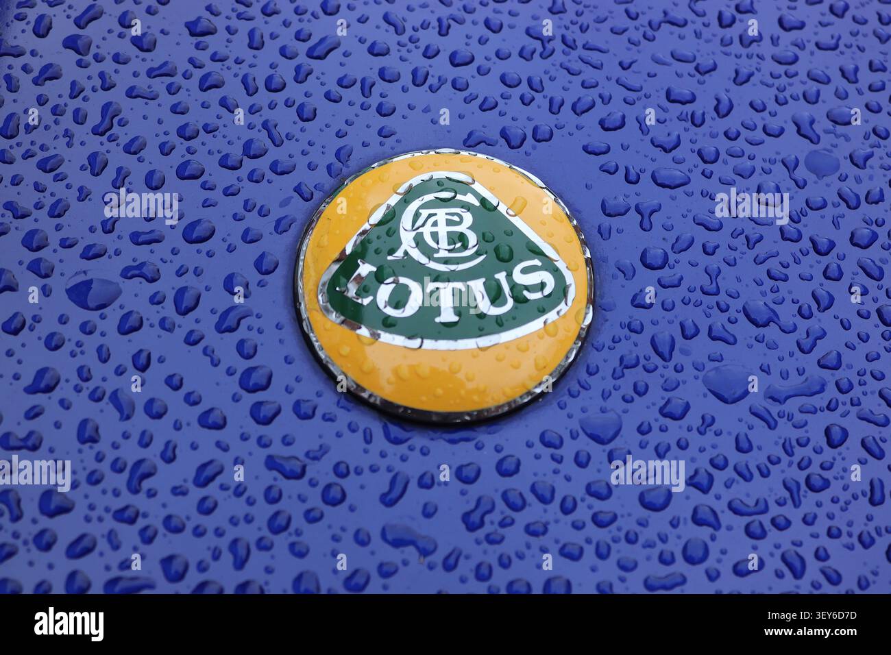 Close-up de l'emblème célèbre des voitures Lotus fixé sur une Lotus Esprit Turbo SE finie en bleu Pacifique métallisé, recouverte de gouttes de pluie. Banque D'Images