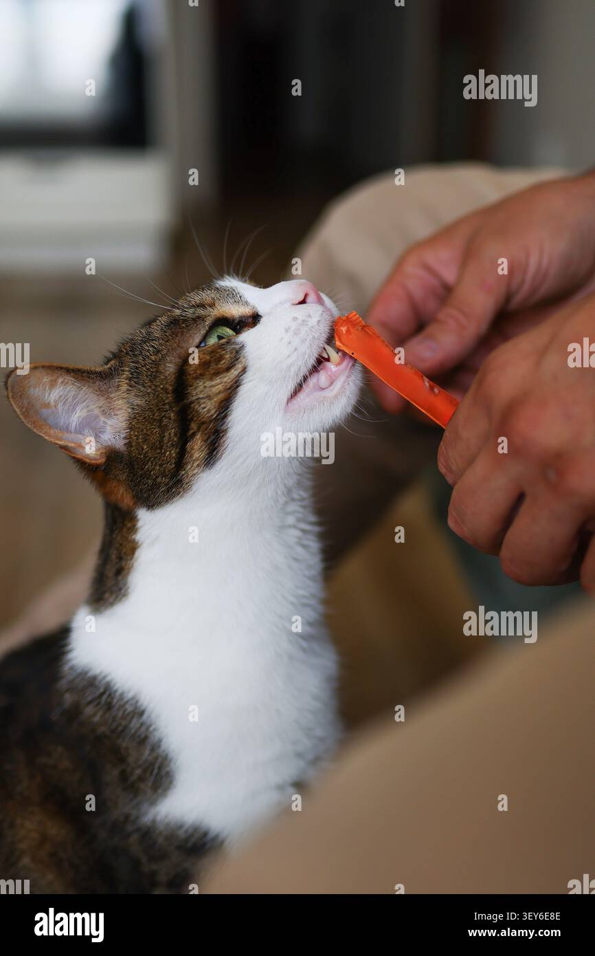 Propriétaire d'animal de compagnie nourrissant un chat tabby avec une collation à la maison, moment de style de vie confortable mettant en évidence les soins des animaux et la compagnie. Banque D'Images