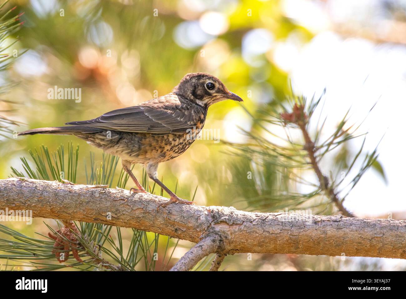 Un robin américain (Turdus migratorius) perche sur une branche d'un pin. Banque D'Images