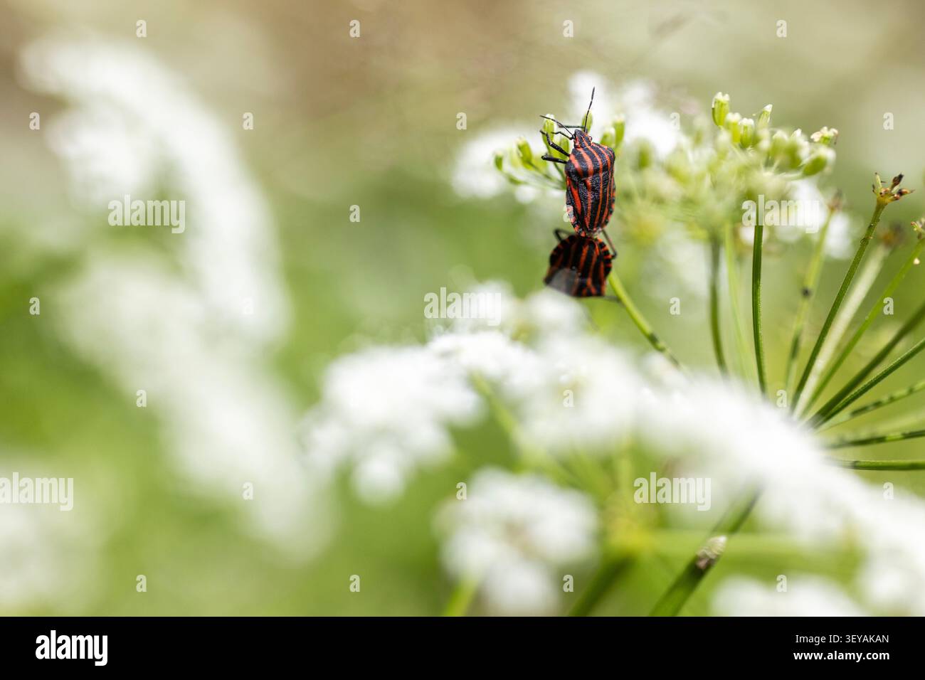 Deux insectes de bouclier rayés rouges et noirs reposent sur des bourgeons de fleurs vertes dans une lumière naturelle douce avec un fond flou. Banque D'Images