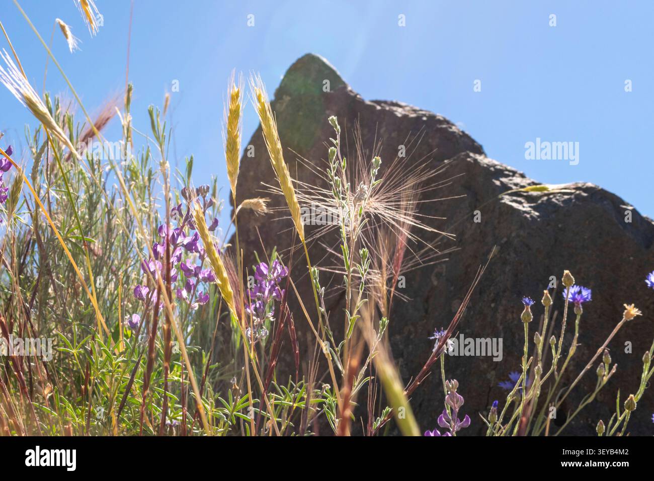 Les lupins, les graminées et les bleuets tendent vers le ciel devant un rocher volcanique par une journée ensoleillée. Banque D'Images