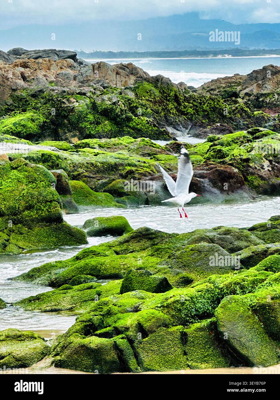 Vue aérienne d'une mouette en vol au-dessus de rochers couverts de mousse le long de la côte à Byron Bay, Nouvelle-Galles du Sud, Australie. Banque D'Images