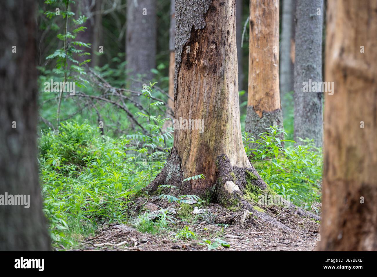 Forêt d'épinettes infestée souffrant d'attaque de coléoptères, les arbres mangés par les insectes se dessèchent et meurent Banque D'Images
