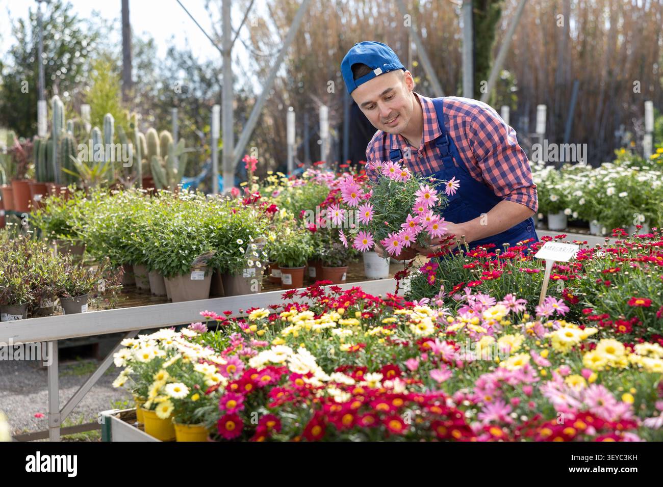 Homme jardinier arrangeant des fleurs en pot en marguerites pour le marché et portant l'uniforme de serre Banque D'Images