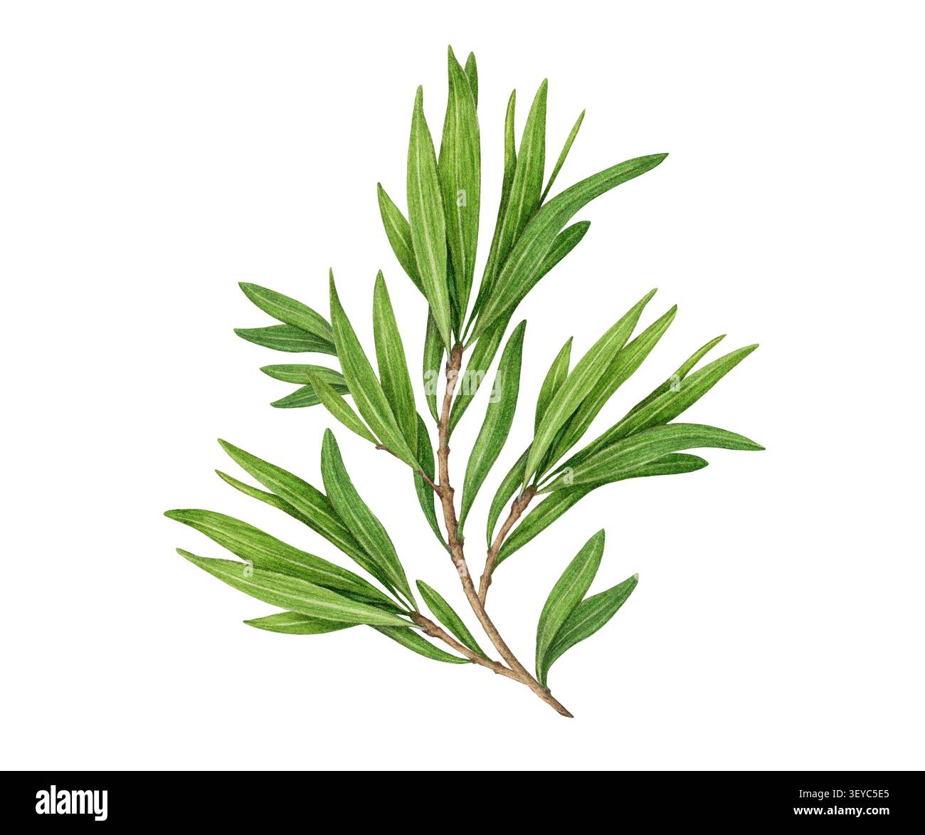 Branche d'arbre à thé à l'aquarelle avec des feuilles vertes aromatiques isolées sur fond blanc. Illustration de plante médicinale peinte à la main pour huile essentielle Banque D'Images