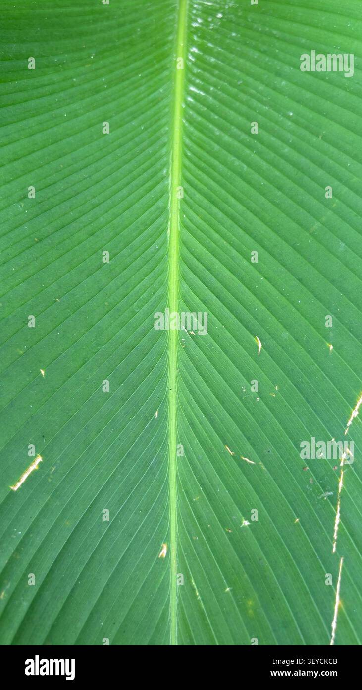 Feuilles de bananier vertes et larges - Image de stock capturée avec un smartphone