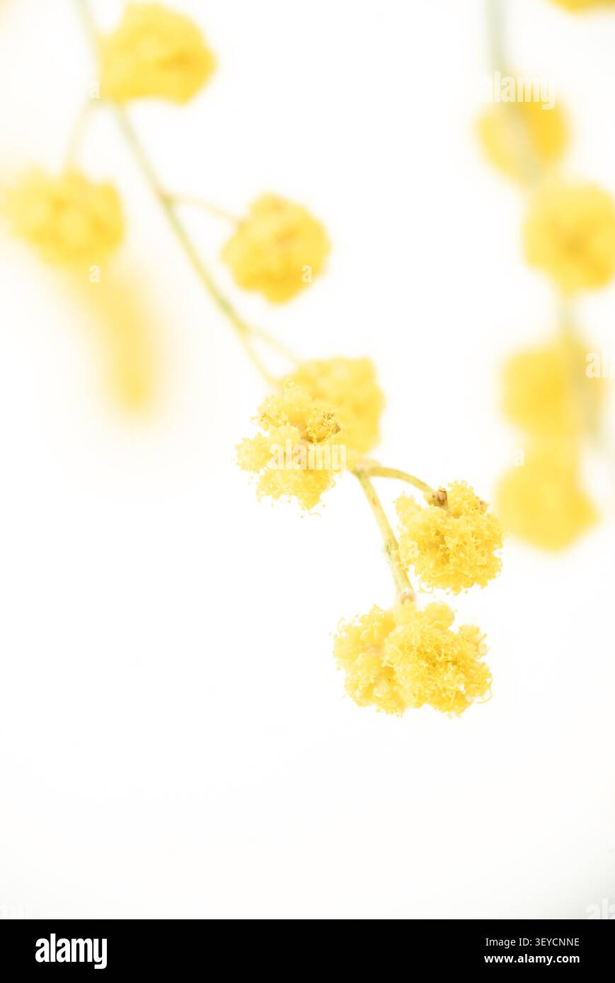 Macro vertical Mimosa gros plan de branche de fleur jaune unique avec modèle d'espace de copie blanc inférieur Banque D'Images