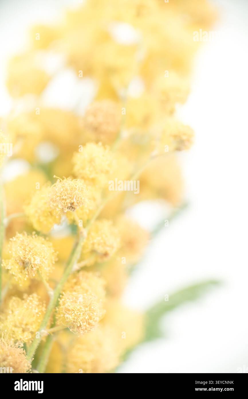 Mimosa vertical macro Extreme Selective Focus gros plan de la tête de fleur de printemps jaune moelleux Banque D'Images
