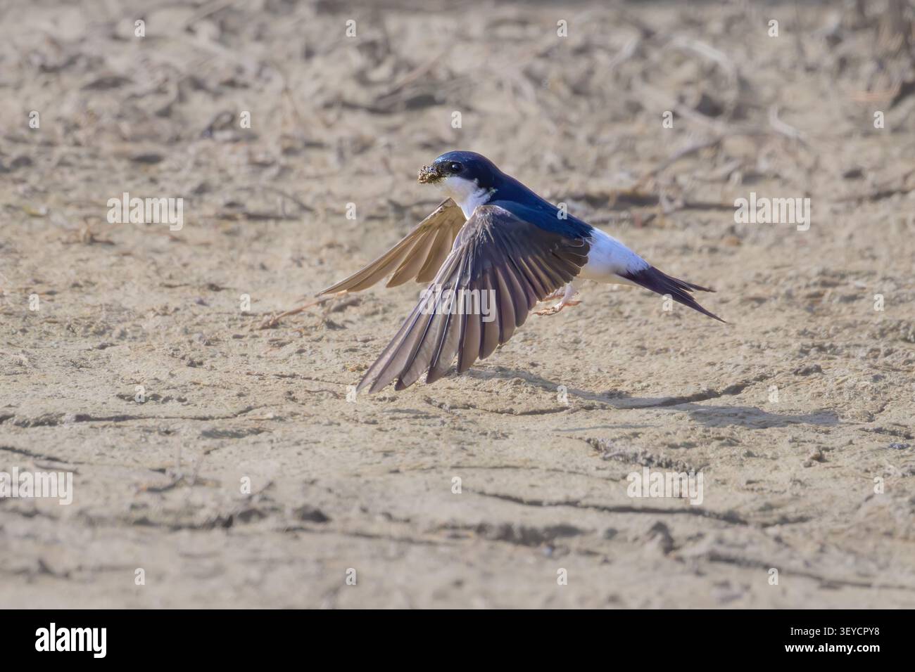 Une maison occidentale martin, Delichon urbicum, oiseau ramassant des granulés de boue dans son bec pour le nid et commence à voler, printemps, Majorque, Espagne Banque D'Images