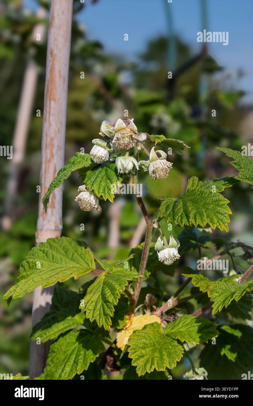 Bourgeons de fleurs sur une canne de framboise estivale. Potager. Angleterre, Royaume-Uni Banque D'Images