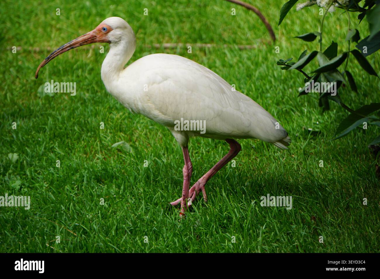 Gros plan d'un ibis blanc américain (Eudocimus albus) pataugant dans les prairies Banque D'Images