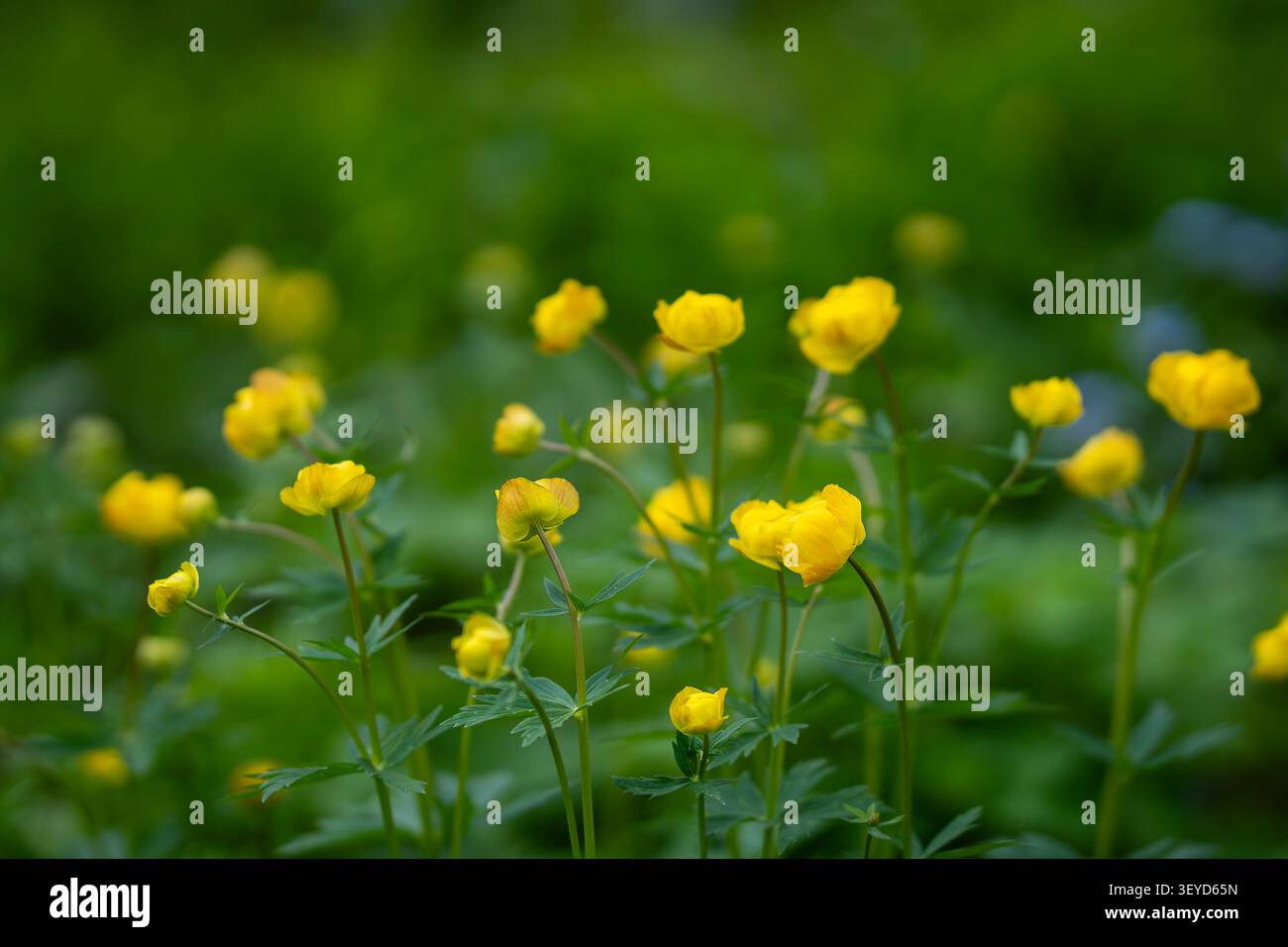 Les globeflowers européens (Trollius europaeus) fleurissent dans un pré printanier luxuriant, avec des fleurs sphériques jaunes vibrantes sur fond vert. Banque D'Images