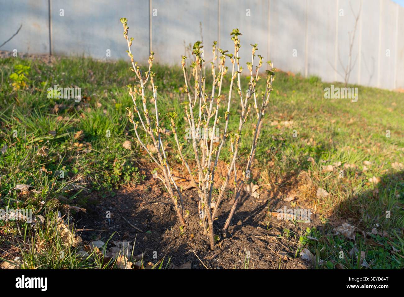 Un jeune arbuste de cassis avec des bourgeons délicats et des feuilles vertes fraîches qui germent au soleil printanier. La plante symbolise la croissance, le jardinage et le Banque D'Images