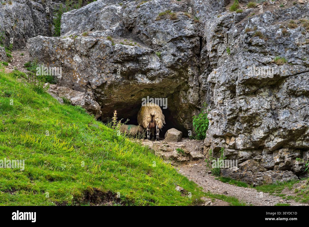 Moutons abrités dans une grotte à Cave Dale, Castleton, Derbyshire, GB Banque D'Images