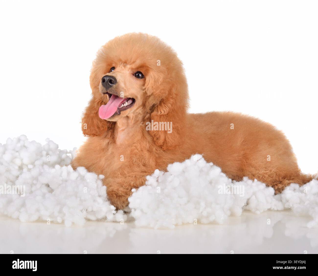 Chien caniche abricot avec bouche ouverte couché dans une farce blanche douce. Chiot mignon reposant sur un matériau moelleux. Concept de soins et de confort pour animaux. Banque D'Images