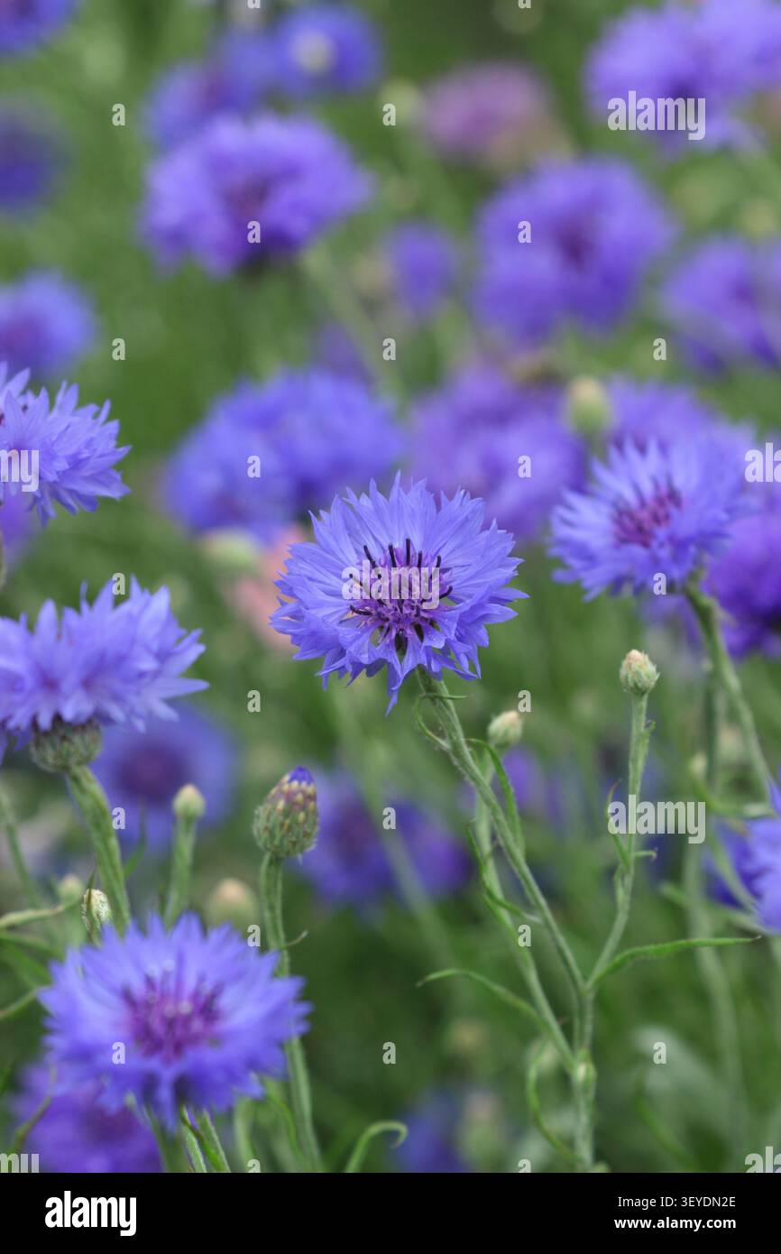 Bleuets dans Meadow UK. Centaurea cyanus. Bleuet. Bleuet. Gros plan sur le champ de bleuet bleu. ROYAUME-UNI Banque D'Images