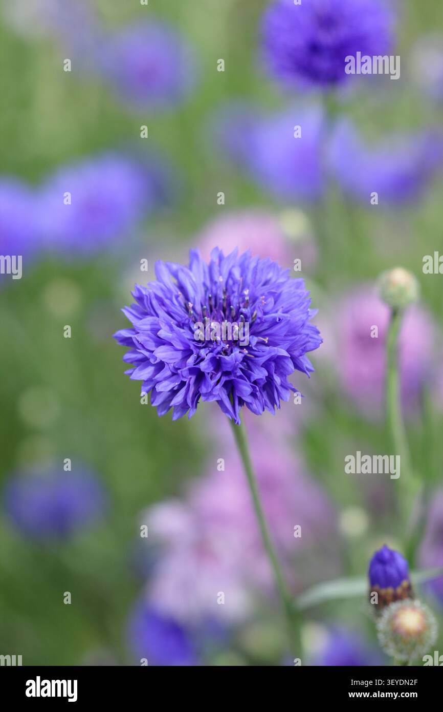 Bleuet. Bleuet. Centaurea cyanus. Gros plan sur le champ de bleuet bleu. ROYAUME-UNI Banque D'Images