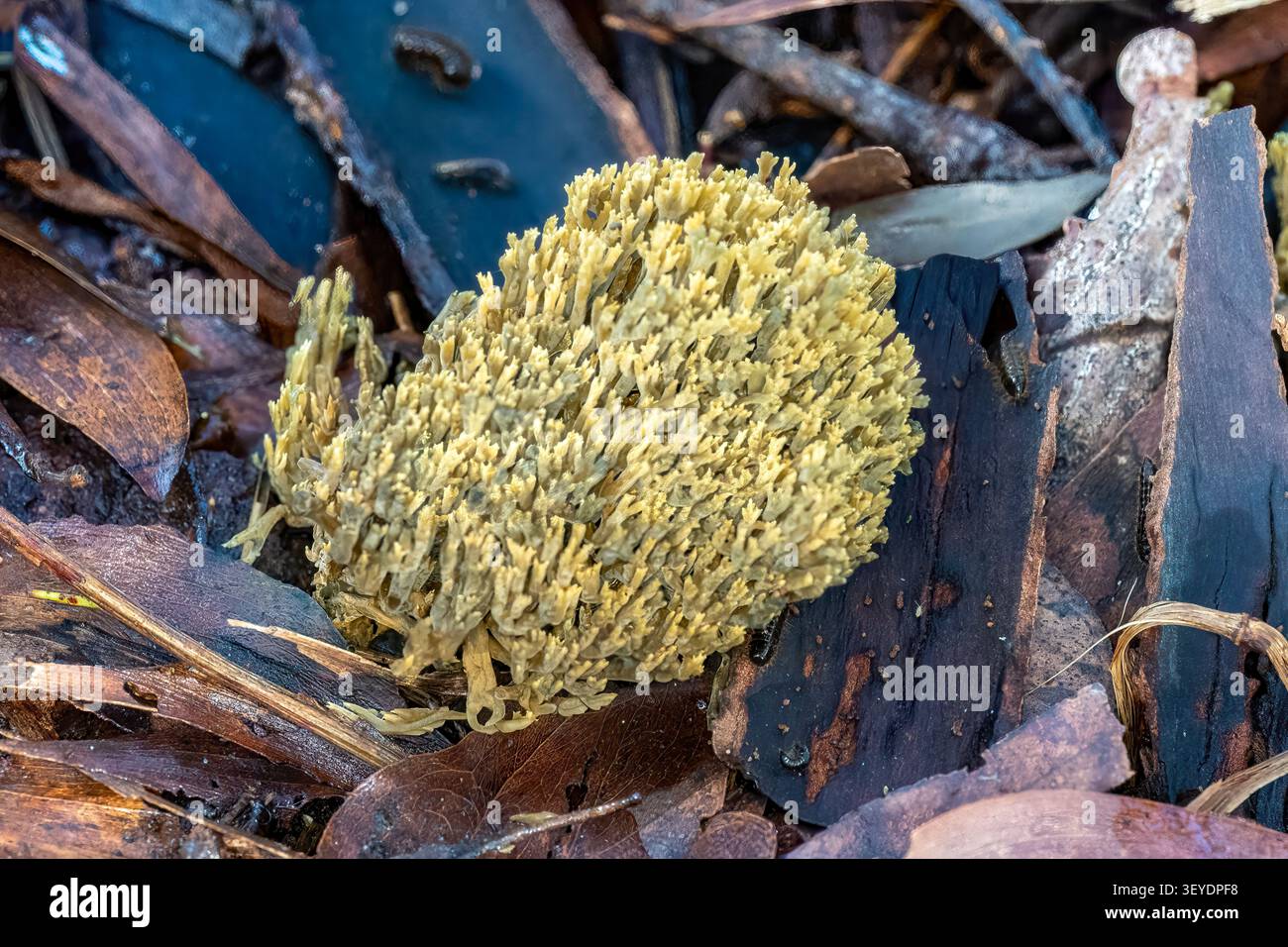 Phaeoclavulina abientina, champignon de corail à coloration verte, sentier Merri Creek, Clifton Hill, Victoria, Australie Banque D'Images